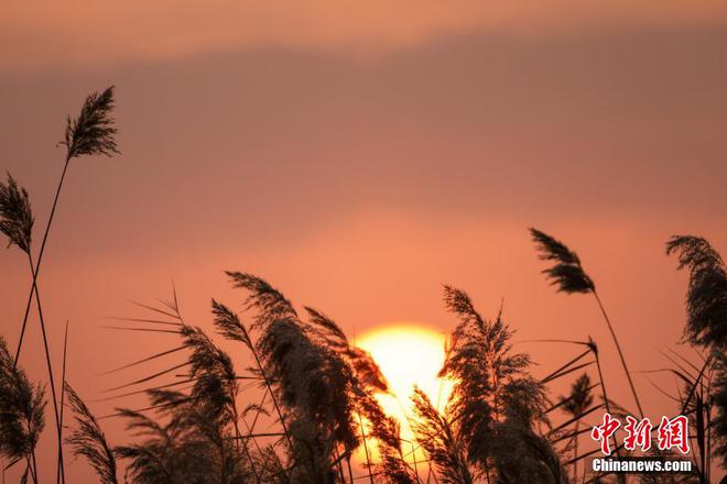 湖畔夏日漫步：青色芦苇的优美舞姿与大自然的故事