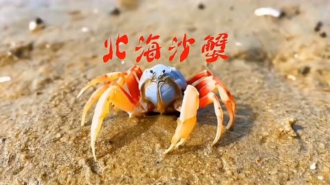 沙蟹手机游戏下载-沙蟹：打开奇妙乐园大门，与可爱小蟹畅游欢乐