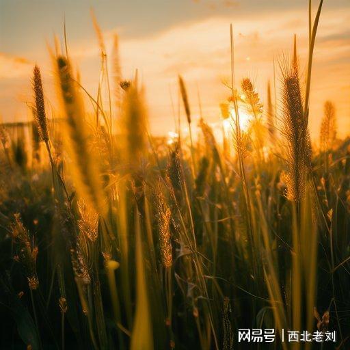 种子植物图鉴_关于植物种子的游戏_手机版植物种子游戏