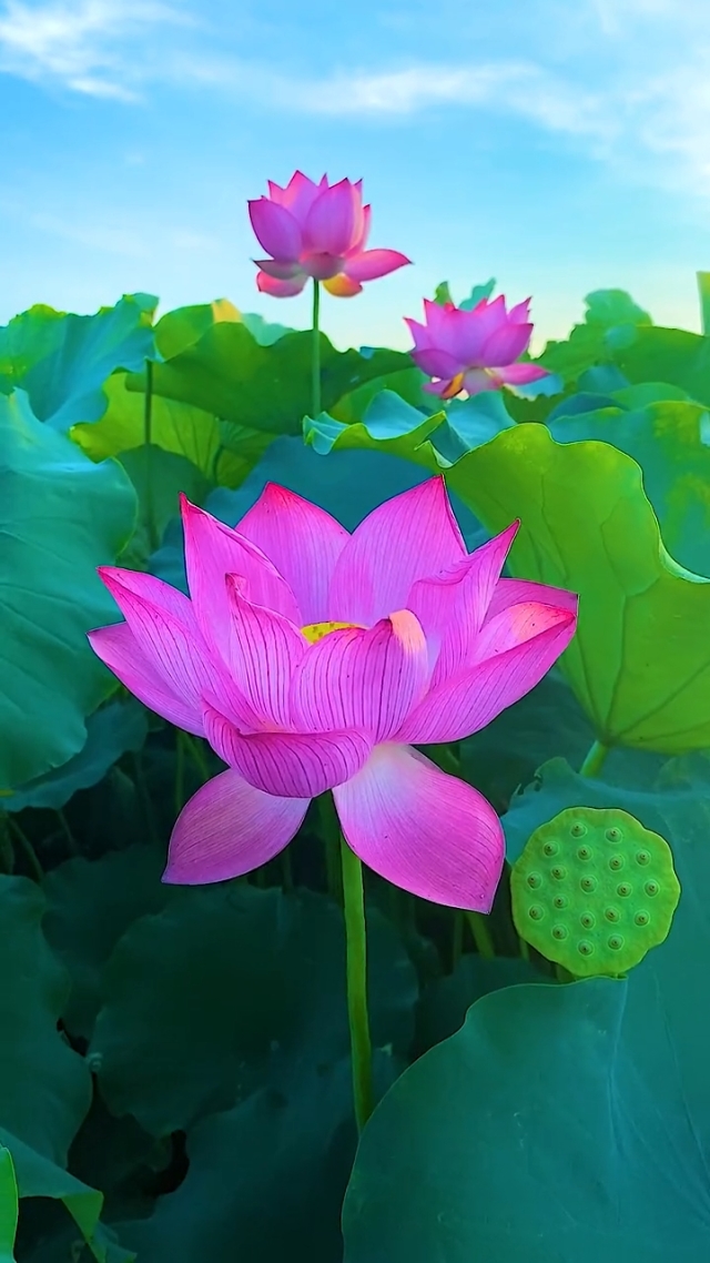 渡渡_渡汉江_渡的意思