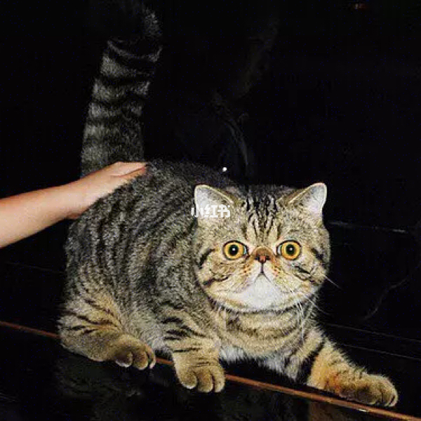 加菲猫1-加菲猫：让人又爱又恨的橙色胖子，它的魅力究竟在哪里