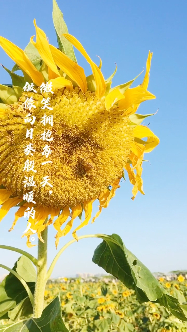 清水子村社火_清水ゆう子_清水子村