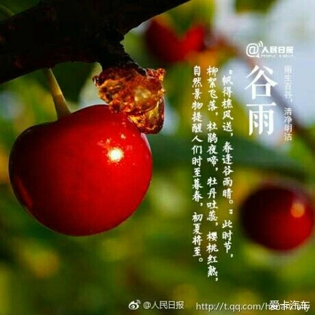 今日谷雨-谷雨：春天的尾声，大自然万物生长的高峰期