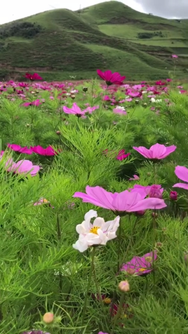 万花谷_万花谷_万花谷
