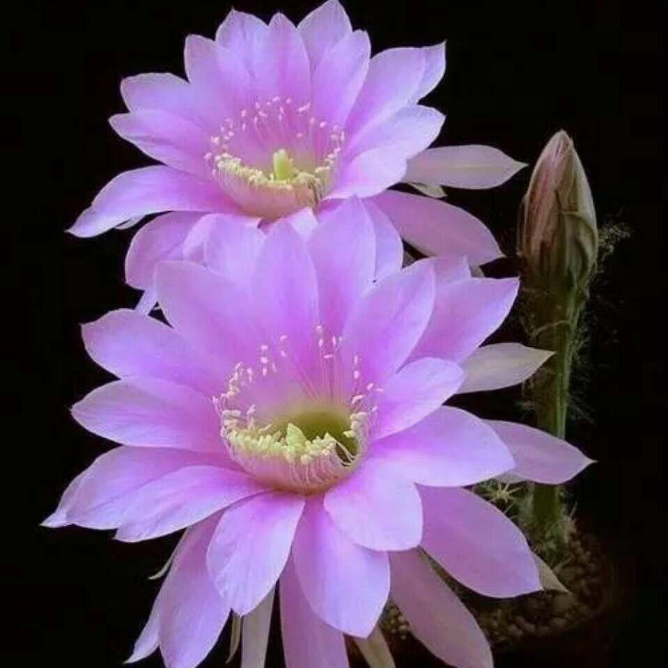 如何用爸妈手机买游戏账号-用爸妈手机买游戏账号，刺激与自责交