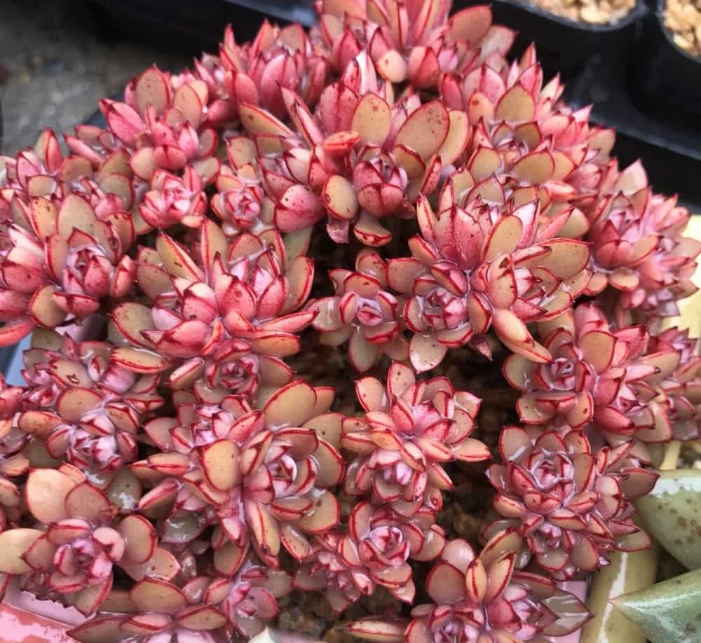 苹果手机养花游戏下载-花语心愿：苹果手机上的治愈系种花游戏，