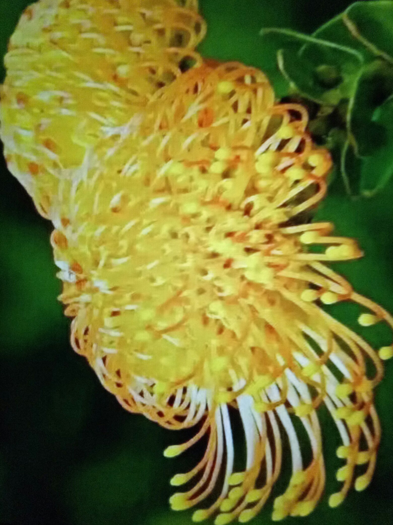 识花君扫一扫-识花君应用：扫一扫，发现花的世界，感受科技与自