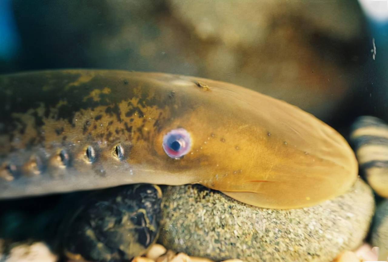 探秘深海中的神秘生物七腮鳗，它们竟是寄生性的吸血鬼？