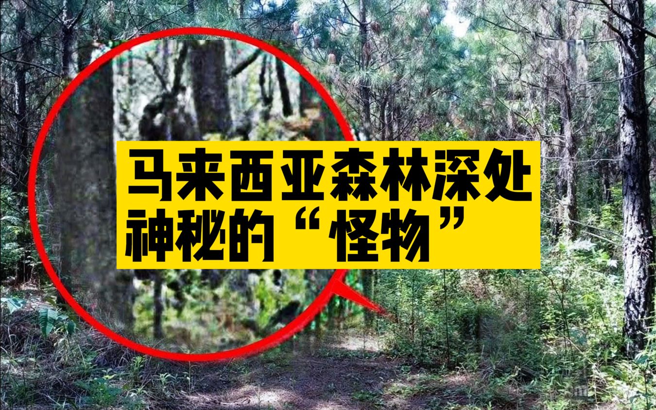 地精坐骑在哪买_地精_地精工程和侏儒工程的区别