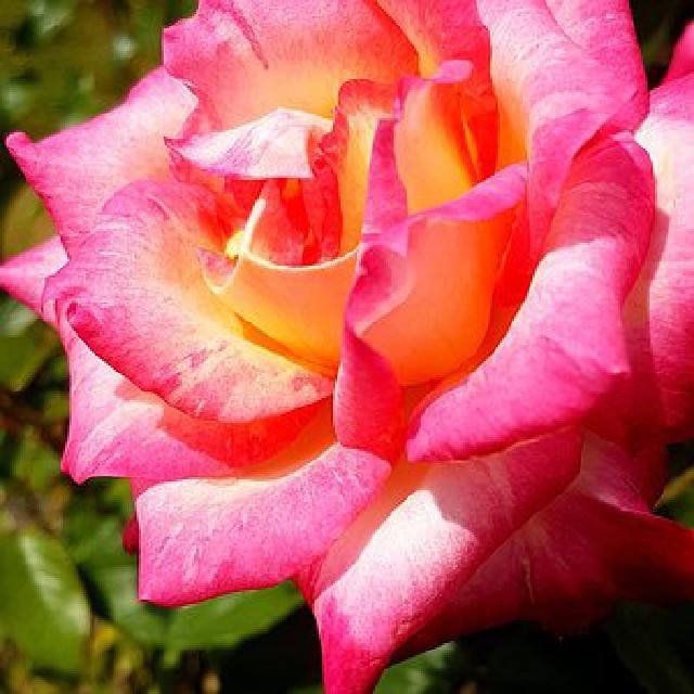孤火花_孤火花_孤火花