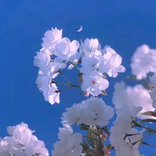 过心花_过心花_过心花