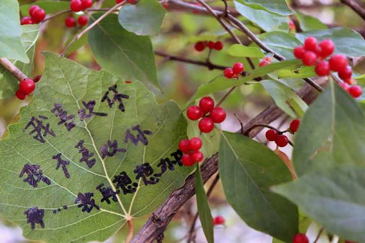 适合女生玩的桌游_女生桌面游戏_女生桌游手机游戏排行榜