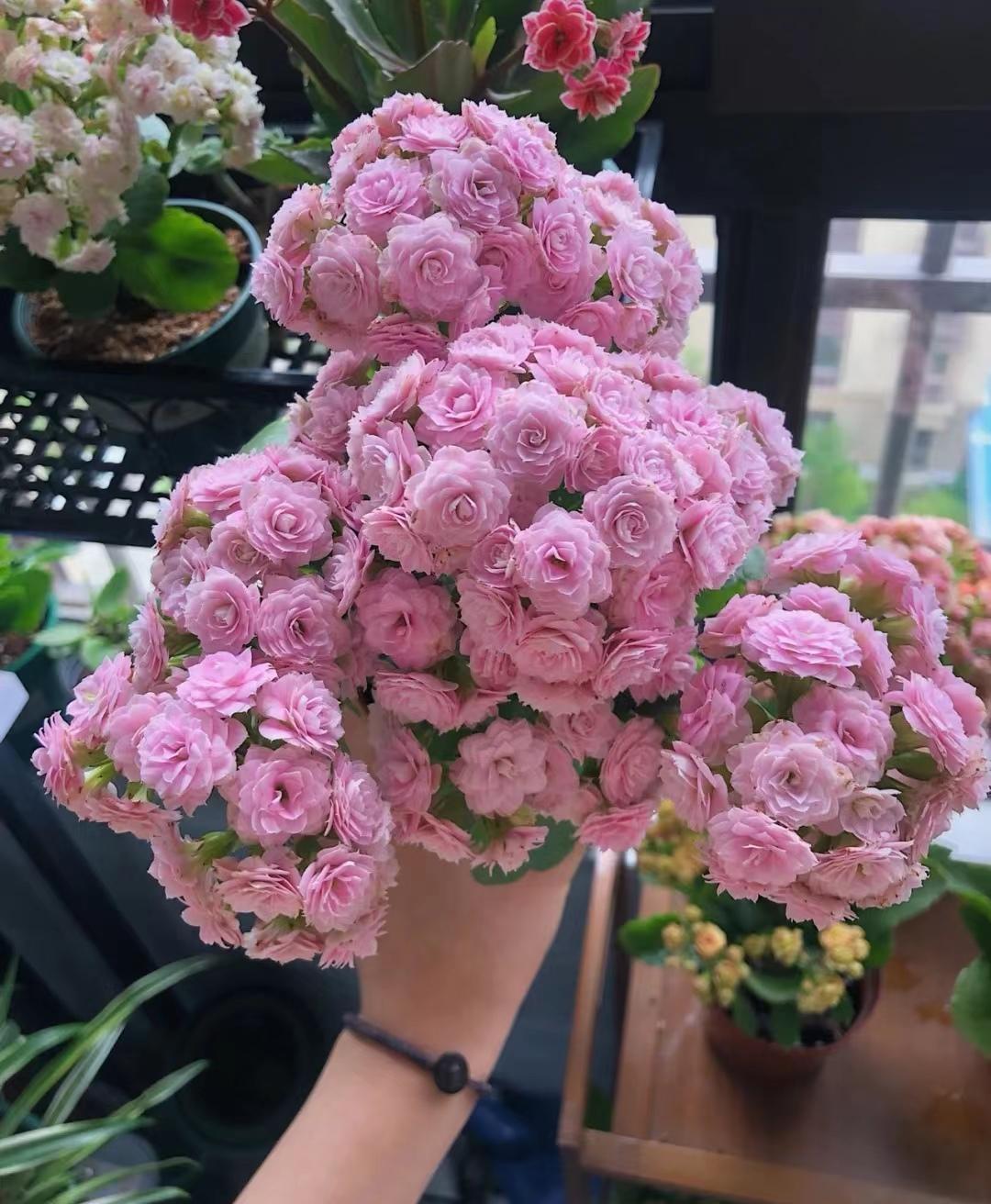 罗丝雷朵_罗丝雷朵_罗丝雷朵