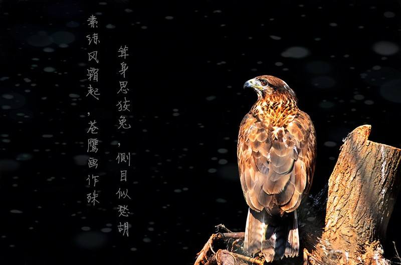 隼鹰：天空的王者，心灵的导师，教会我们如何面对挑战