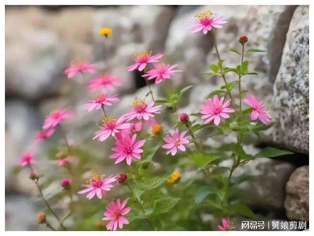 手机壁纸整人游戏：恶作剧带来的生活小确幸