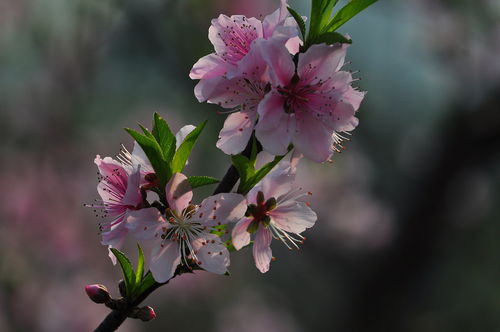 我的桃花运 