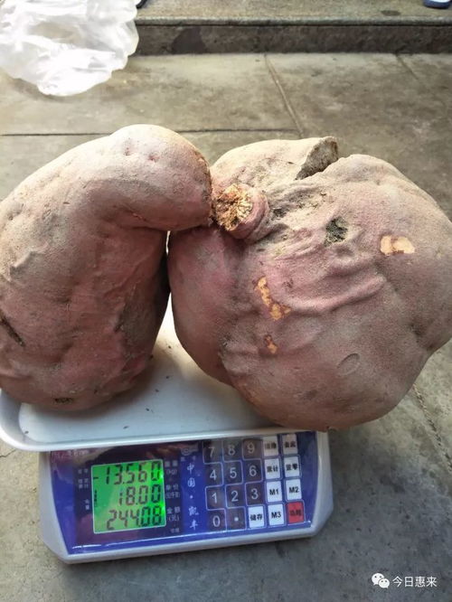 大蕃薯